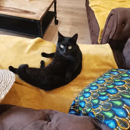 Le Cocon Havrais 別荘 *