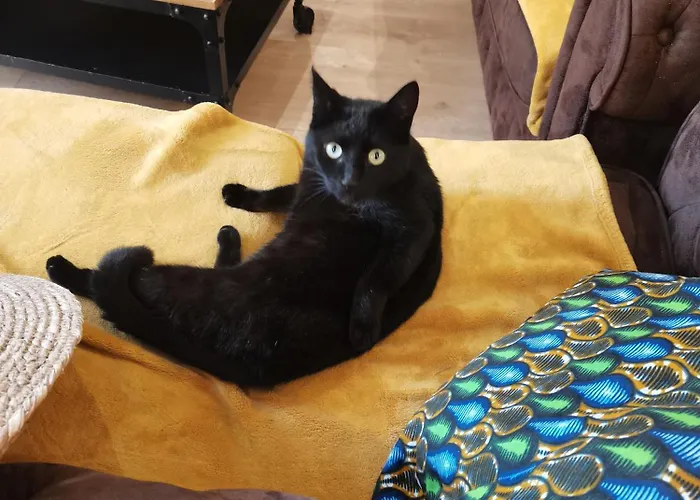 Le Cocon Havrais Holiday home *